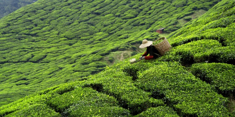 Worker,Picking,Tea,Leaves,In,Tea,Plantation
